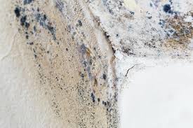 Mold Odor Removal Services in Hidden Meadows, CA